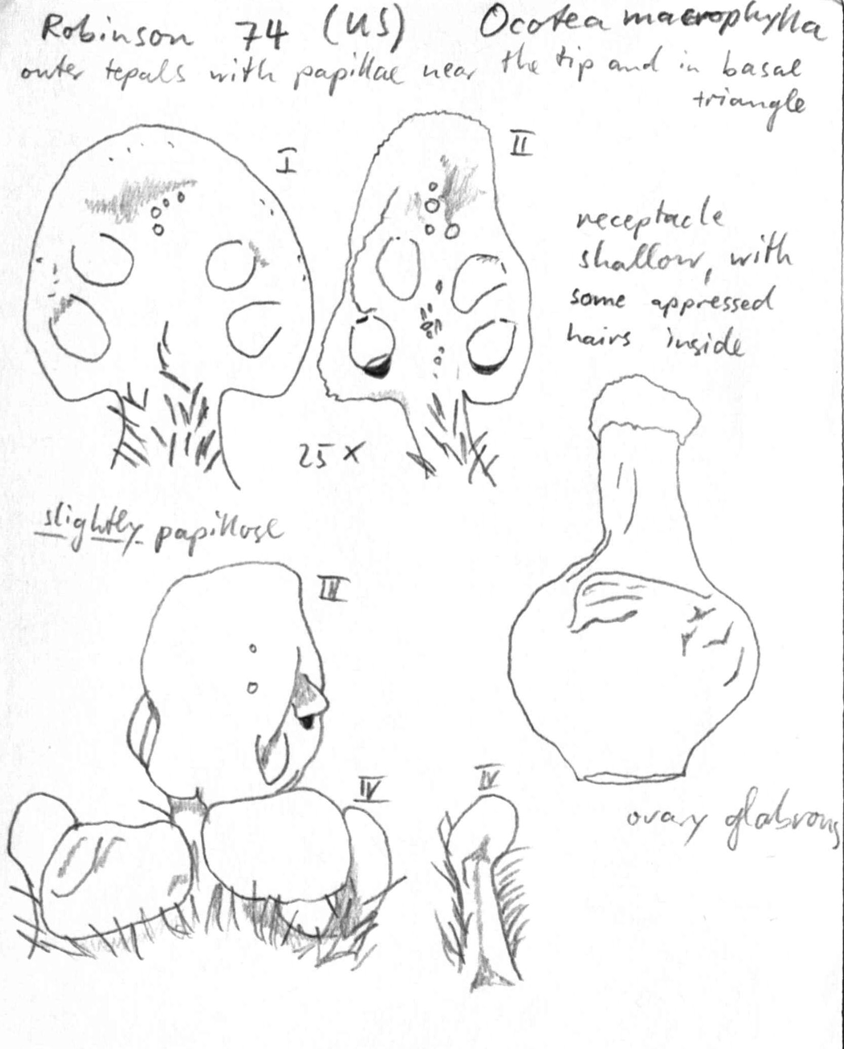 Vorschaubild Ocotea valerioana (Standl.) W.C. Burger